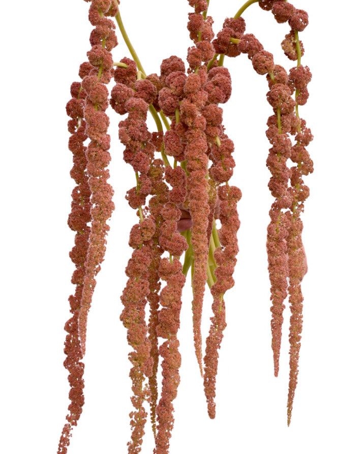 Amaranthus Coral Fountain Hanging (Super Premium)