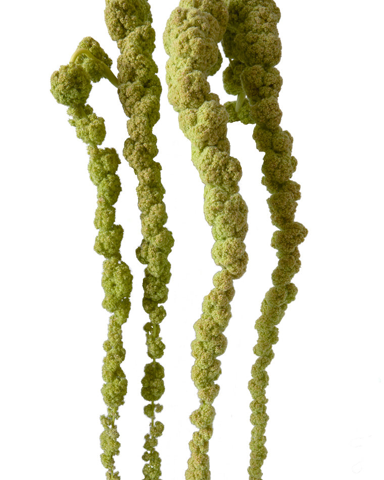 Amaranthus Green Hanging (Super Premium)