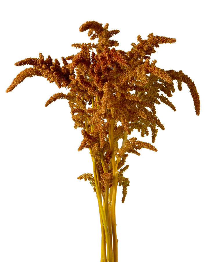 Amaranthus Hot Biscuit