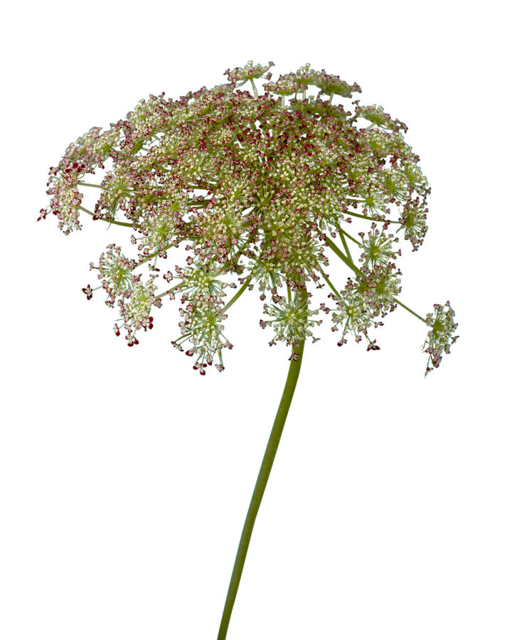 Ammi Majus Dara Chocolate