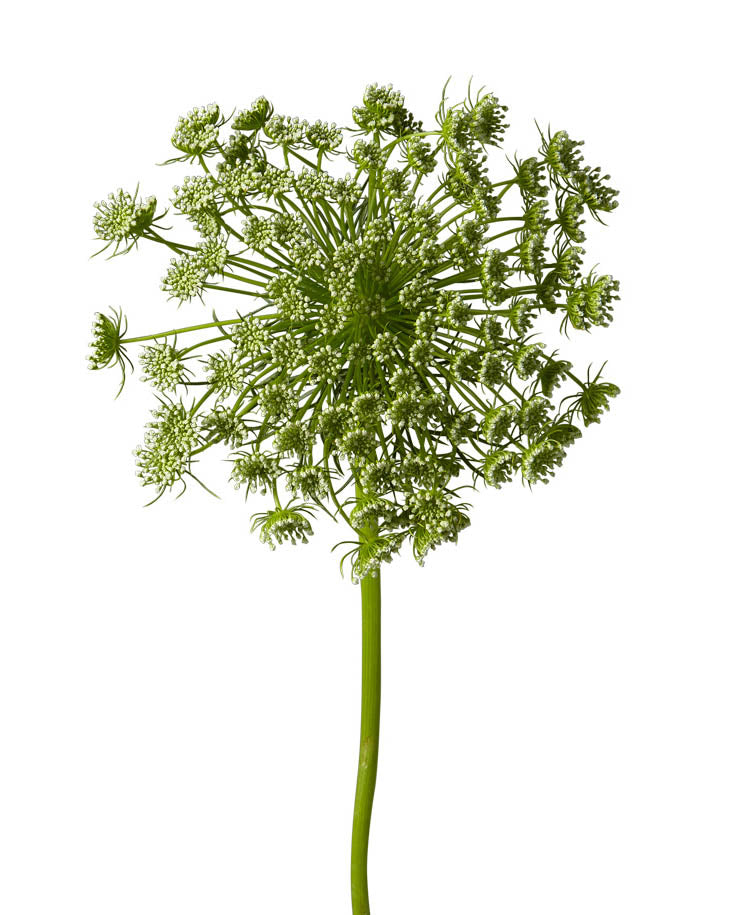 Queen Anne&#39;s Lace (Ammi Majus)