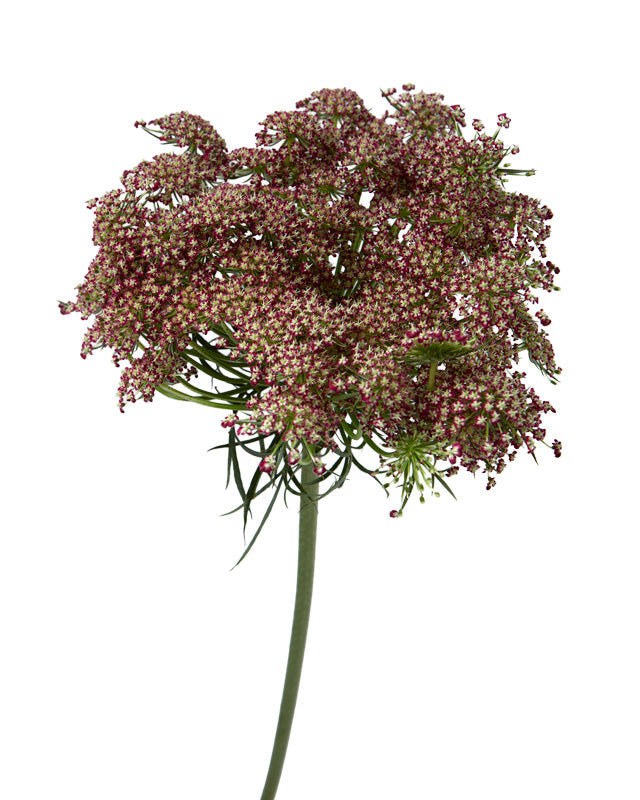 Ammi Majus Red