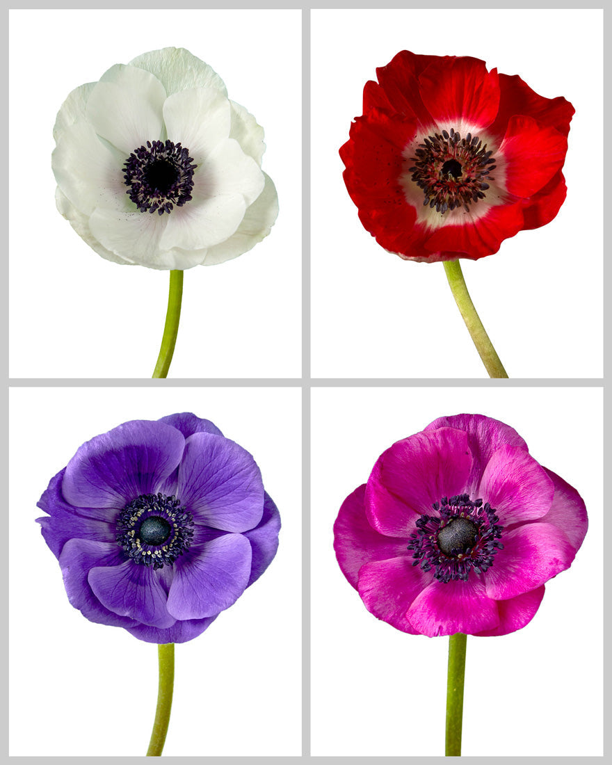 Anemone Assorted Box #602 Mother's Day