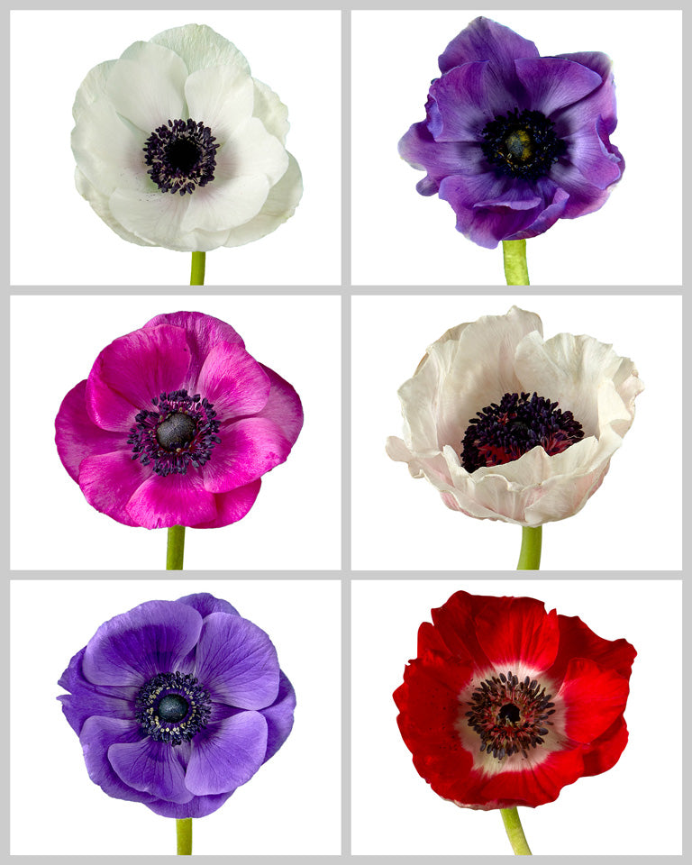 Anemone Assorted Box #604