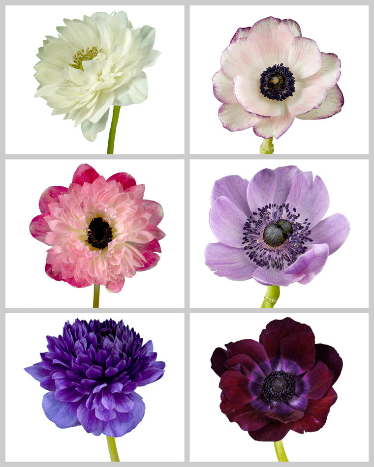 Anemone Assorted Box #607