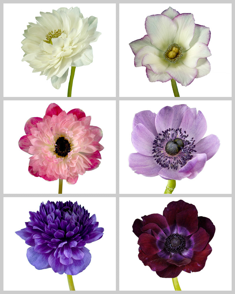 Anemone Assorted Box #607