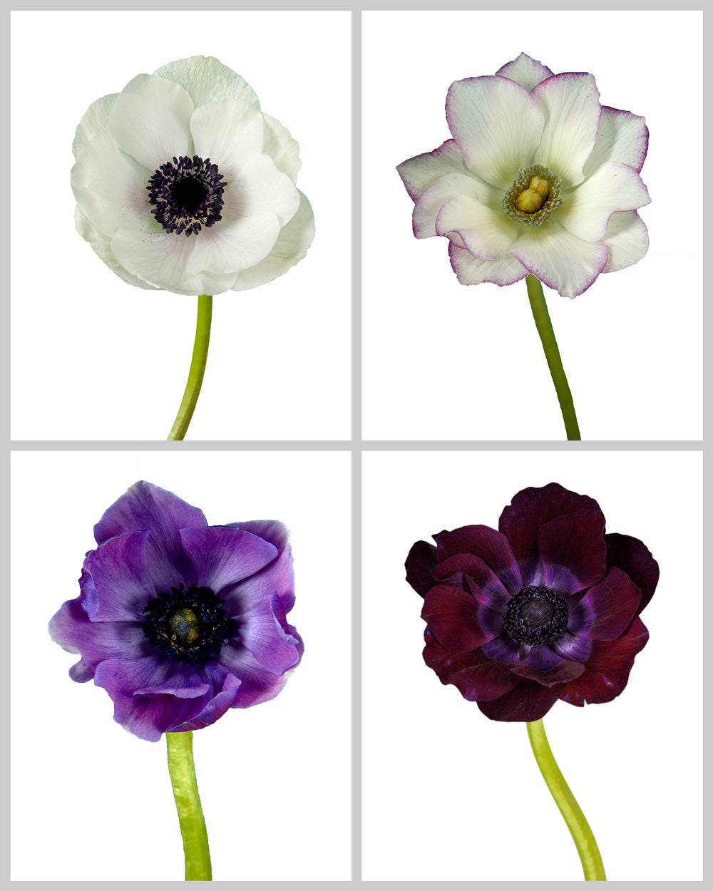 Anemone Assorted Box #610 Valentine Day