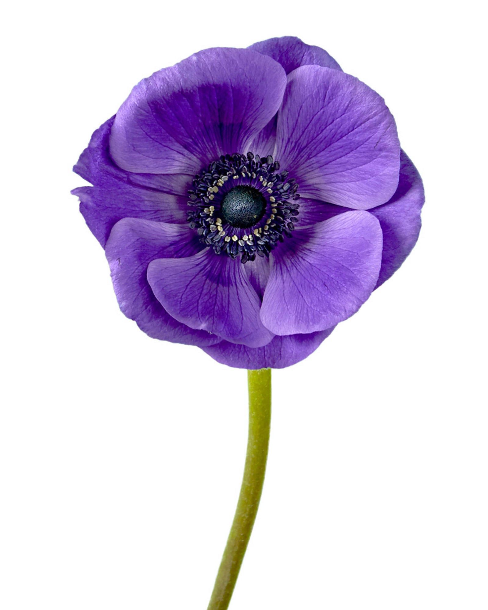 Blue (Purple) Anemone Valentine Day