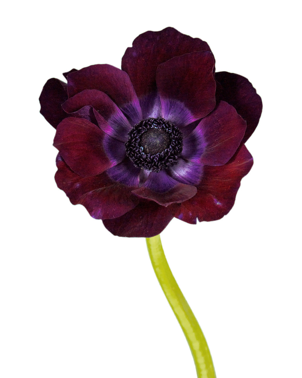 Burgundy Anemone