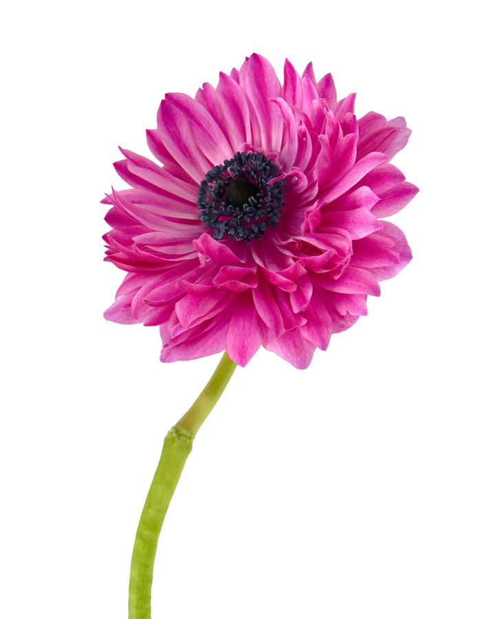 Hot Pink (Fuchsia) Full Star Anemone