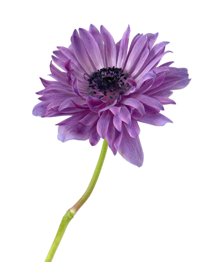 Lavender Full Star Anemone