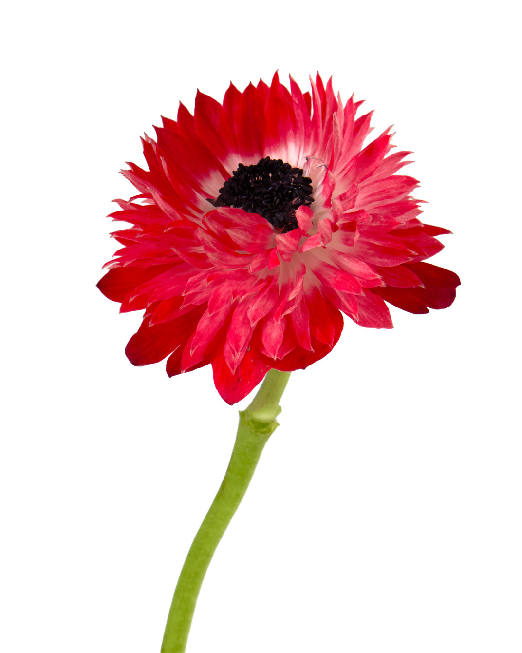Red Full Star Anemone