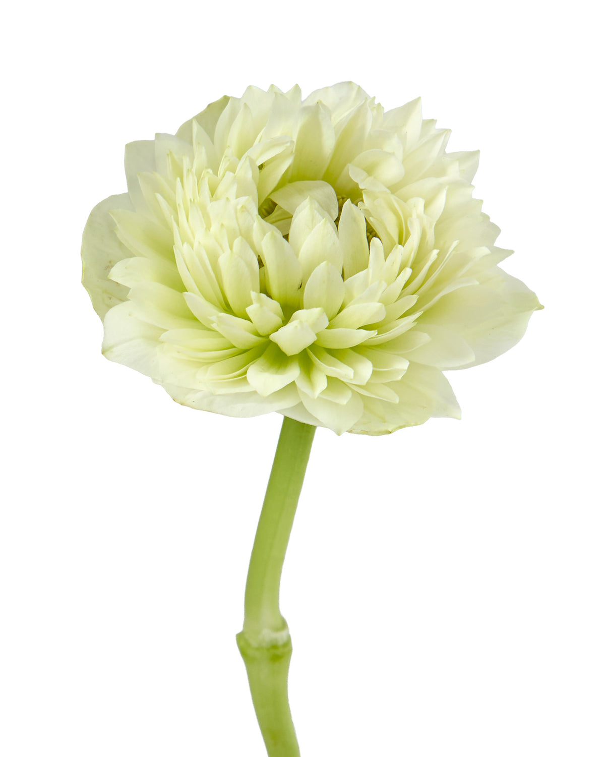 White Full Star Anemone