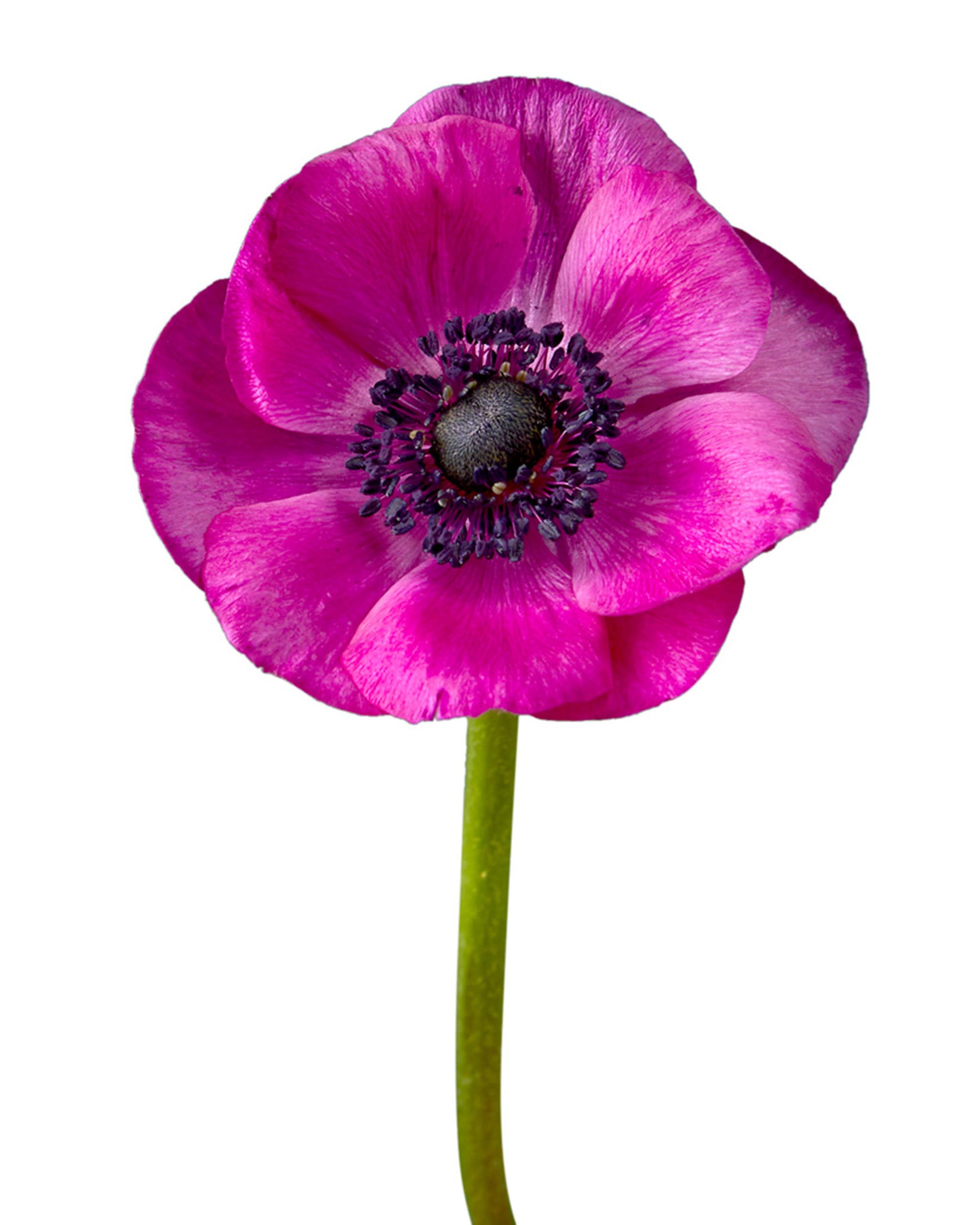 Hot Pink (Fuchsia) Anemone Valentine Day