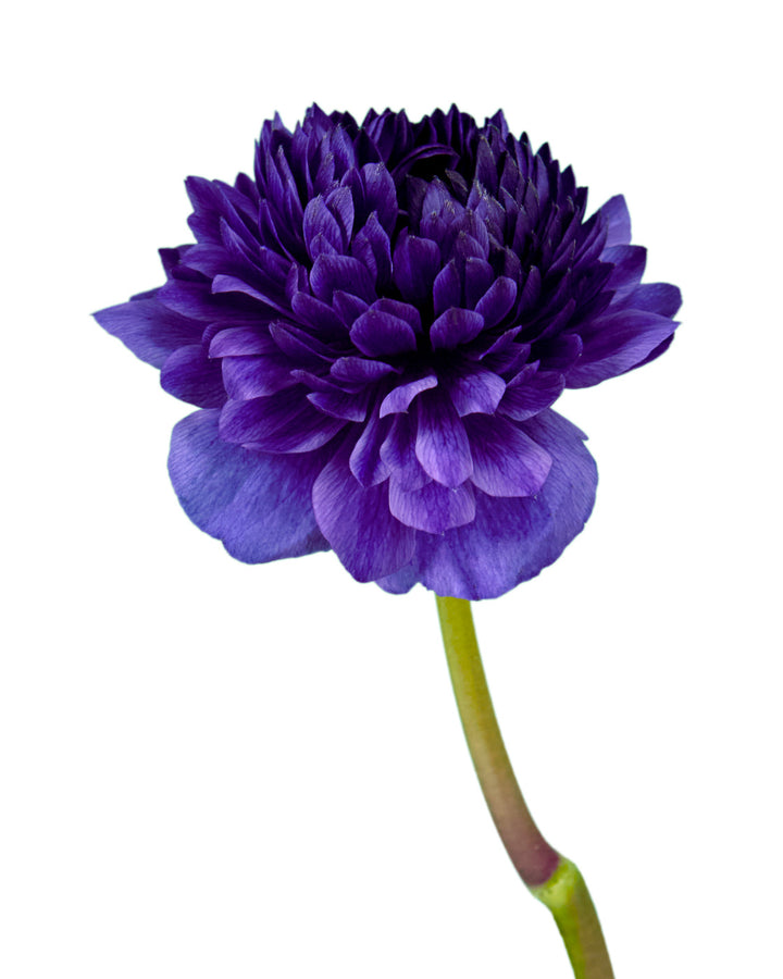 Blue Levante Anemone