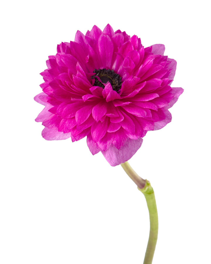 Hot Pink (Fuchsia) Levante Anemone
