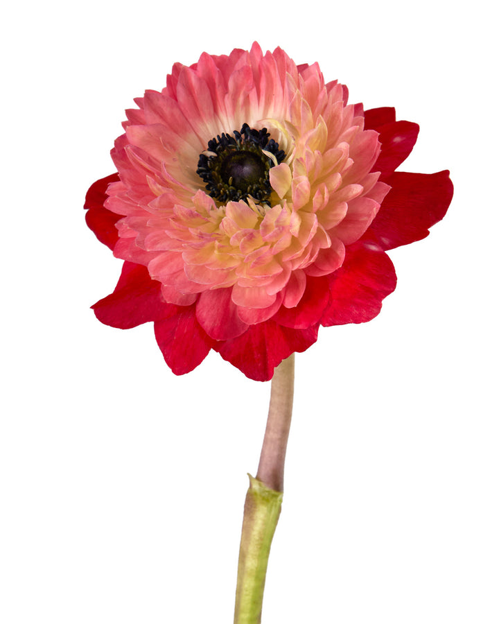 Red Levante Anemone