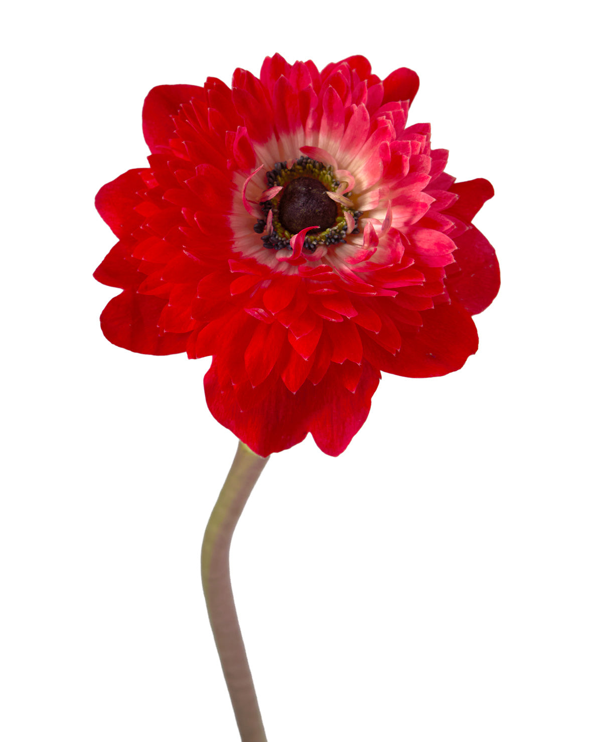Red Levante Anemone
