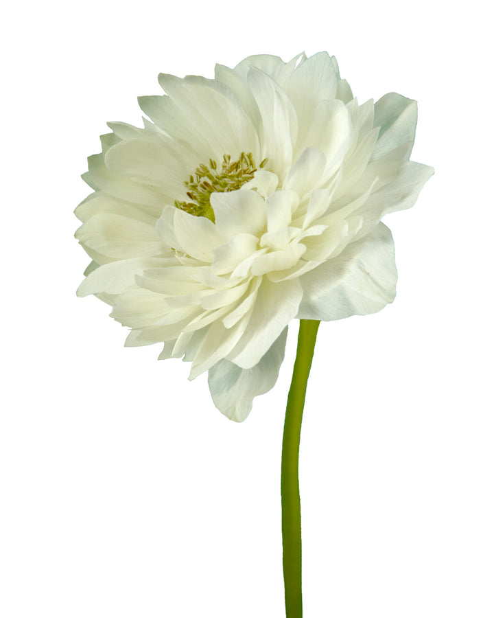 White Levante Anemone
