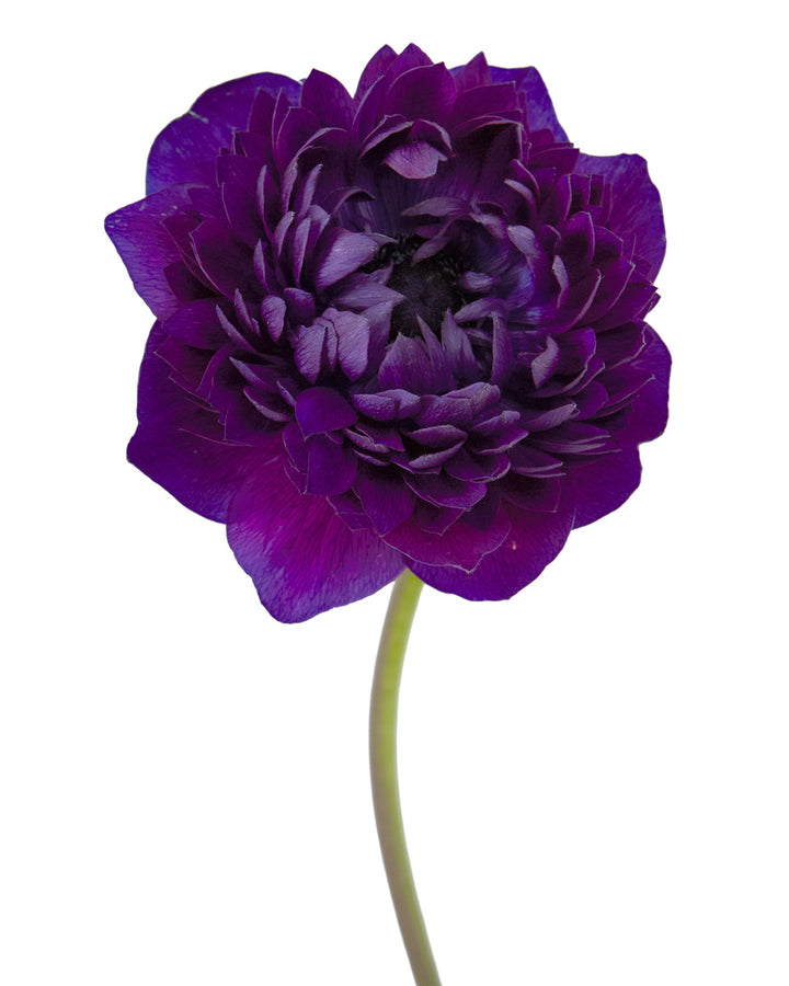 Bordeaux Levante Anemone