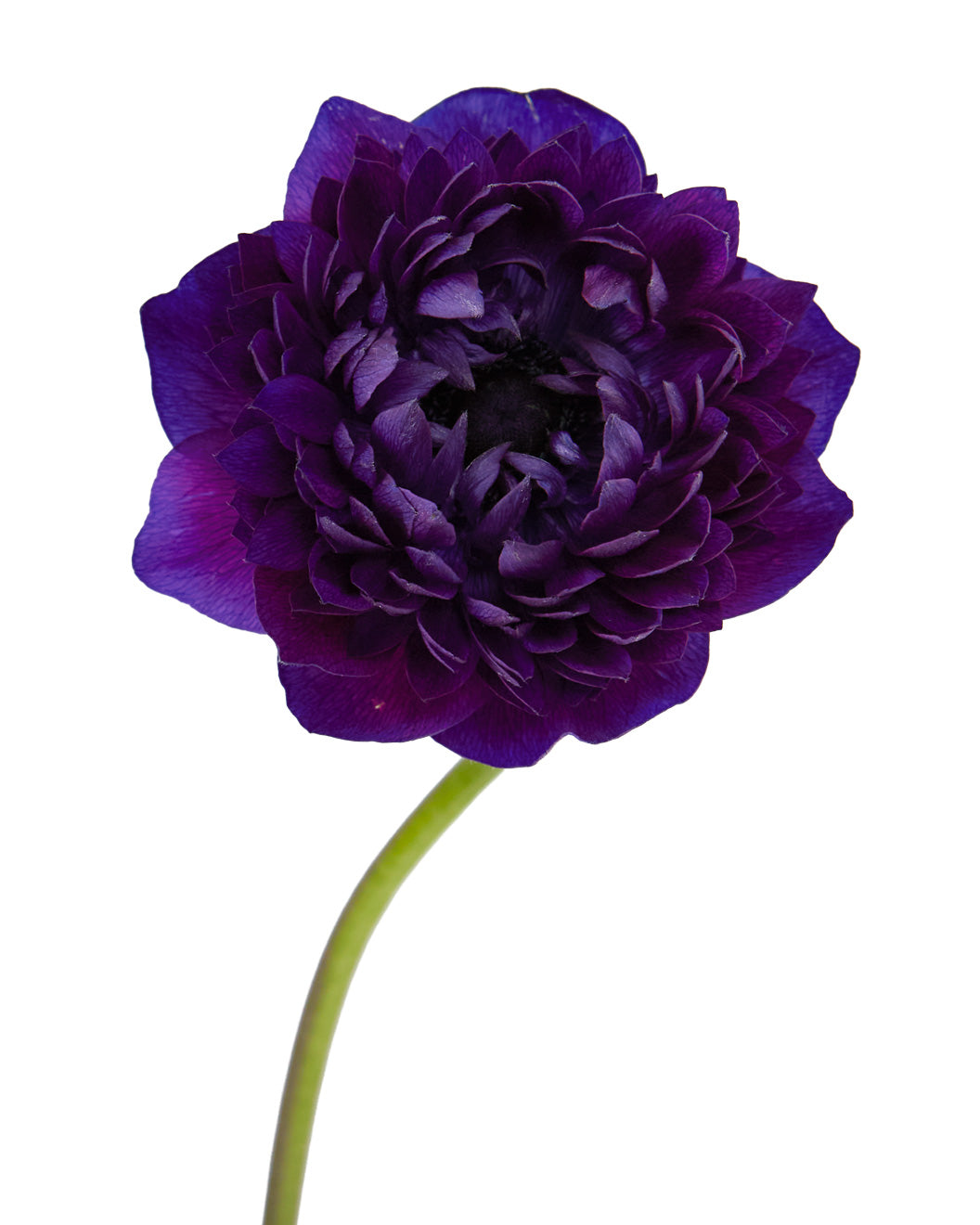 Bordeaux Levante Anemone