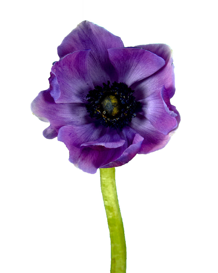 Grape Purple Anemone