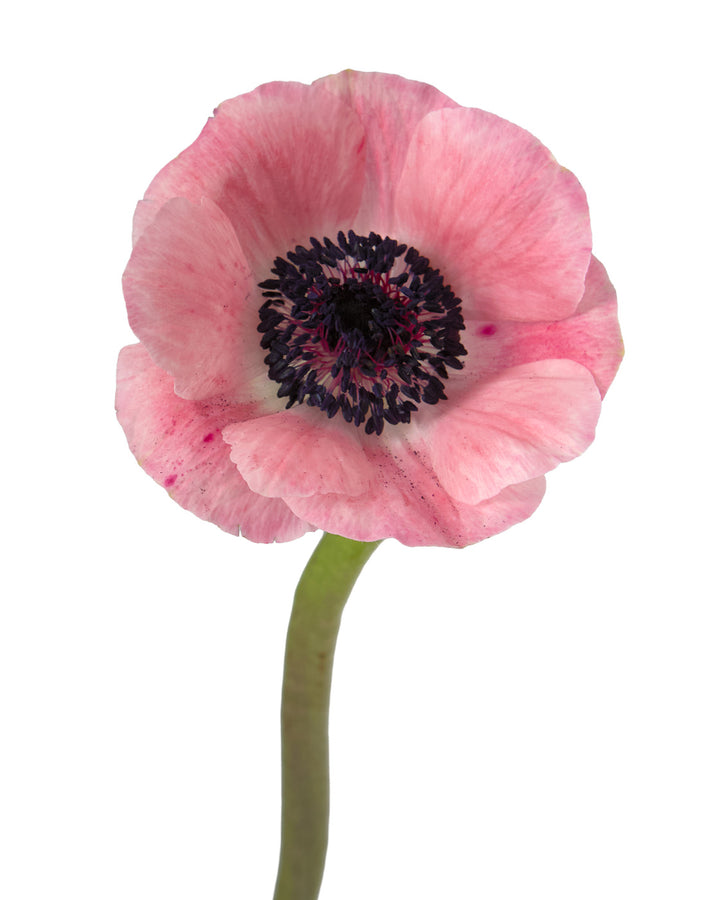 Pinkie Anemone
