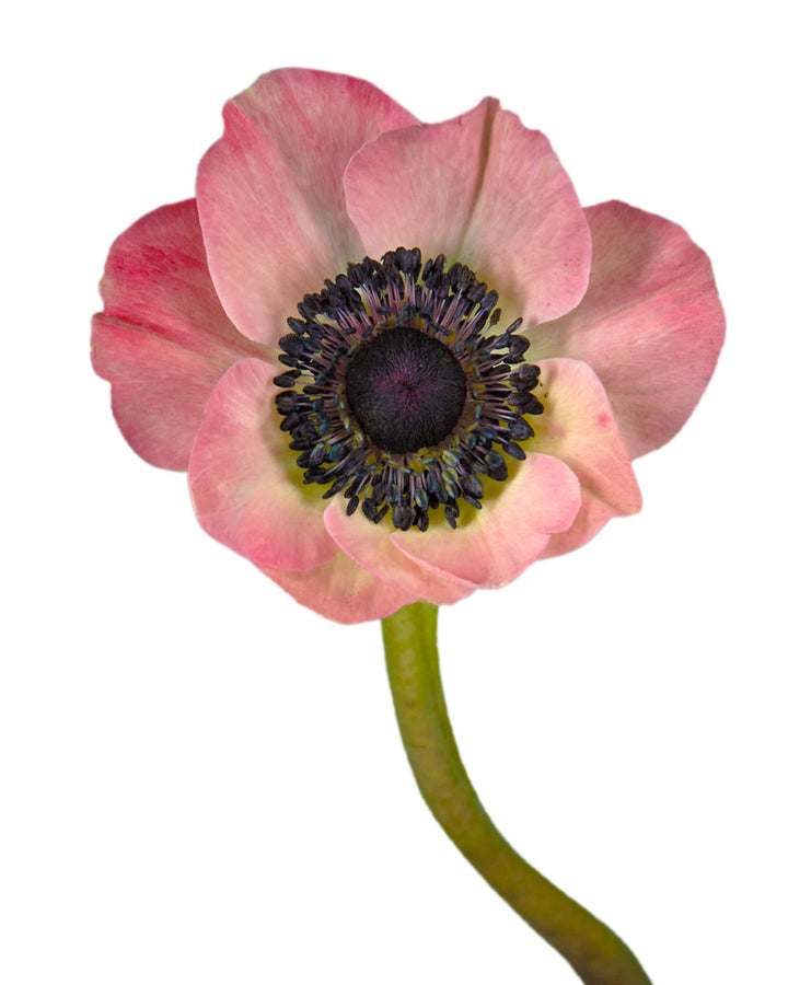 Pinkie Anemone