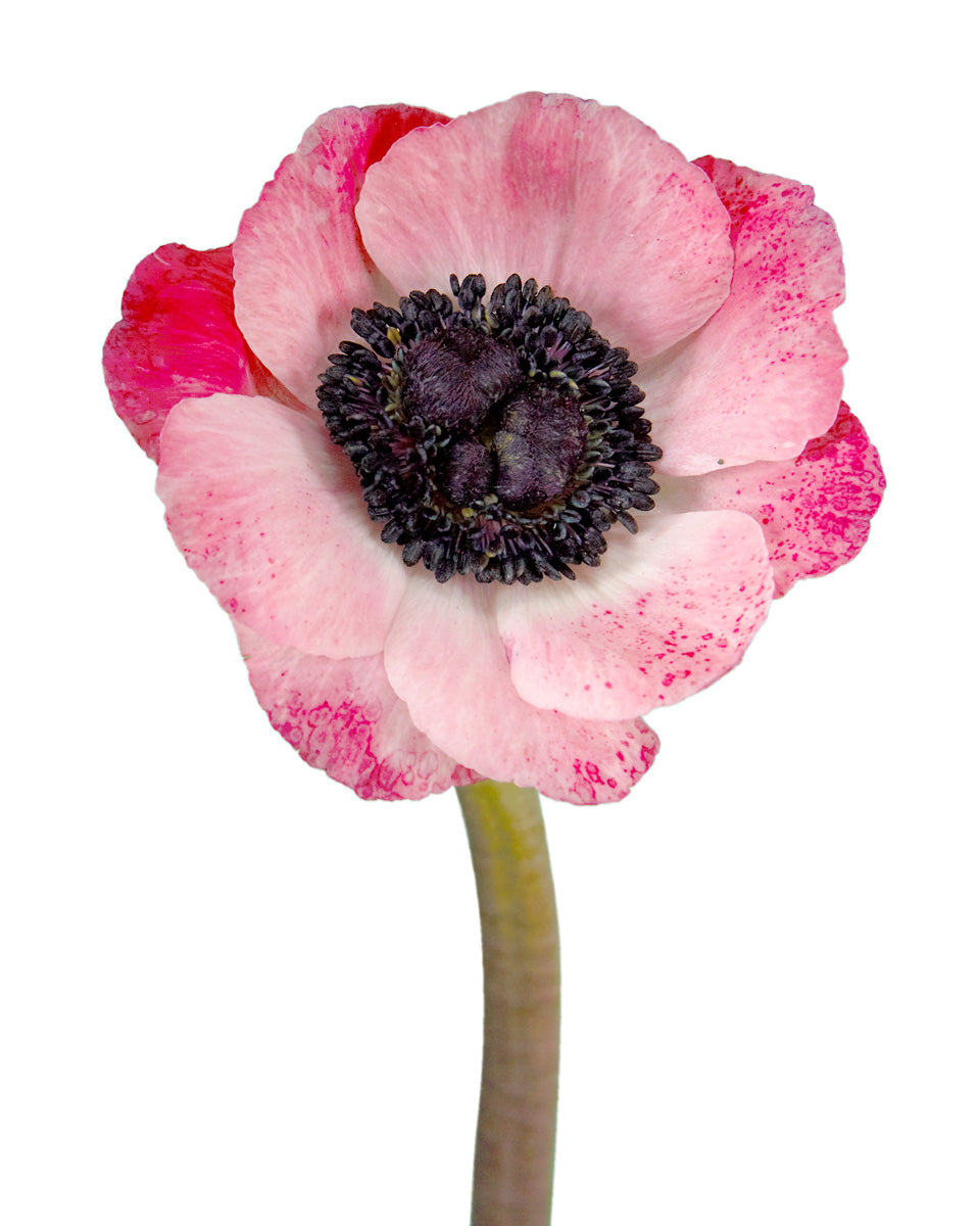 Pinkie Anemone