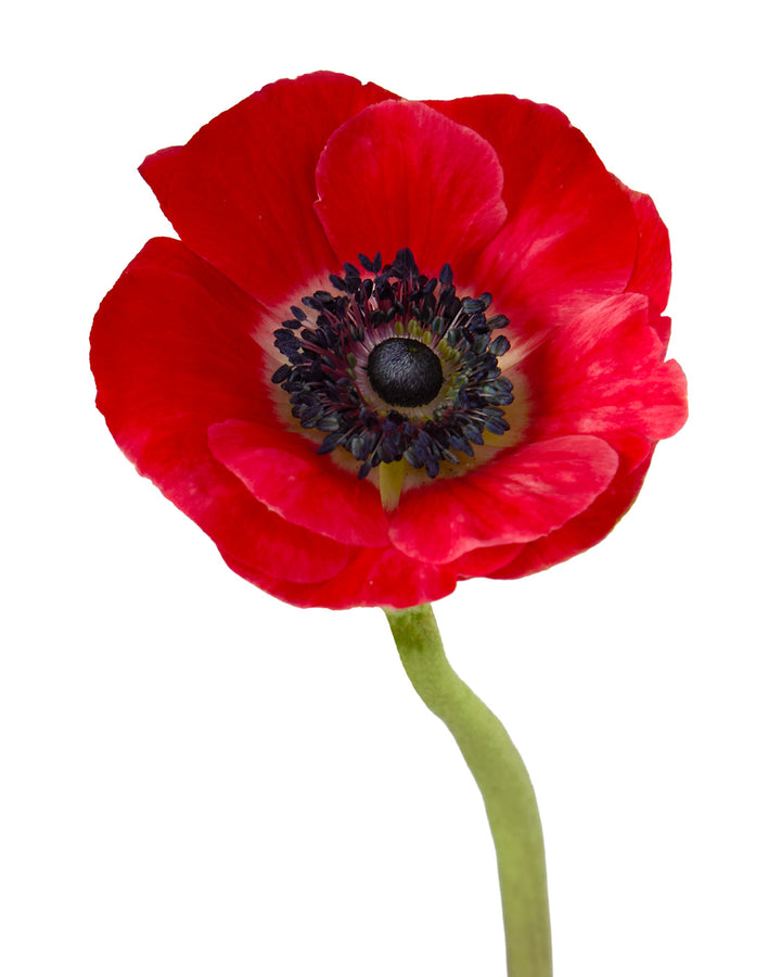 Red Anemone