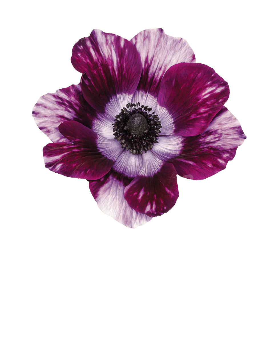 Tigre Wine Anemone