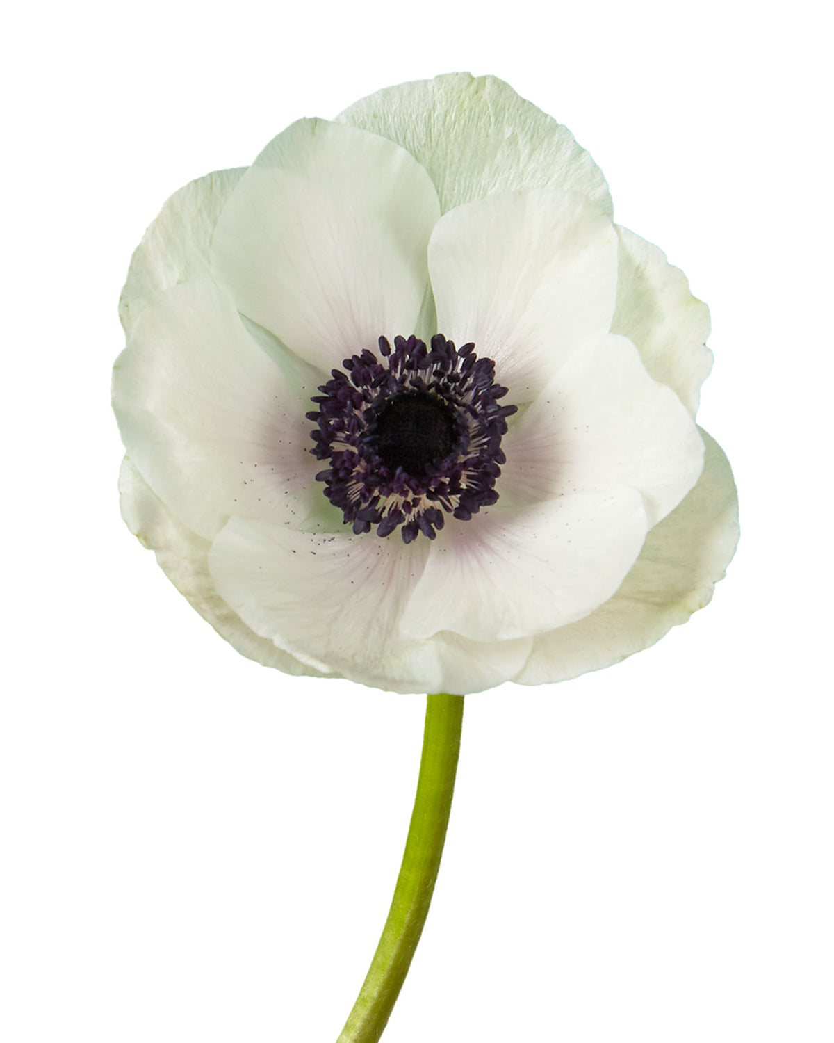 White Panda Anemone