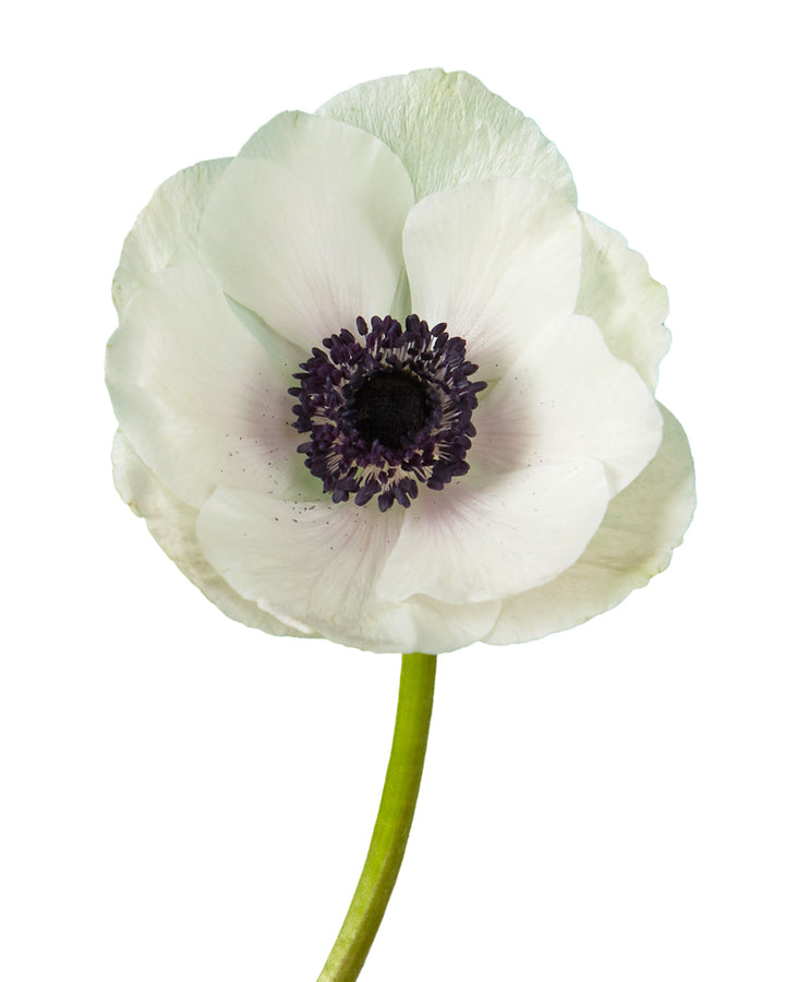 White Panda Anemone