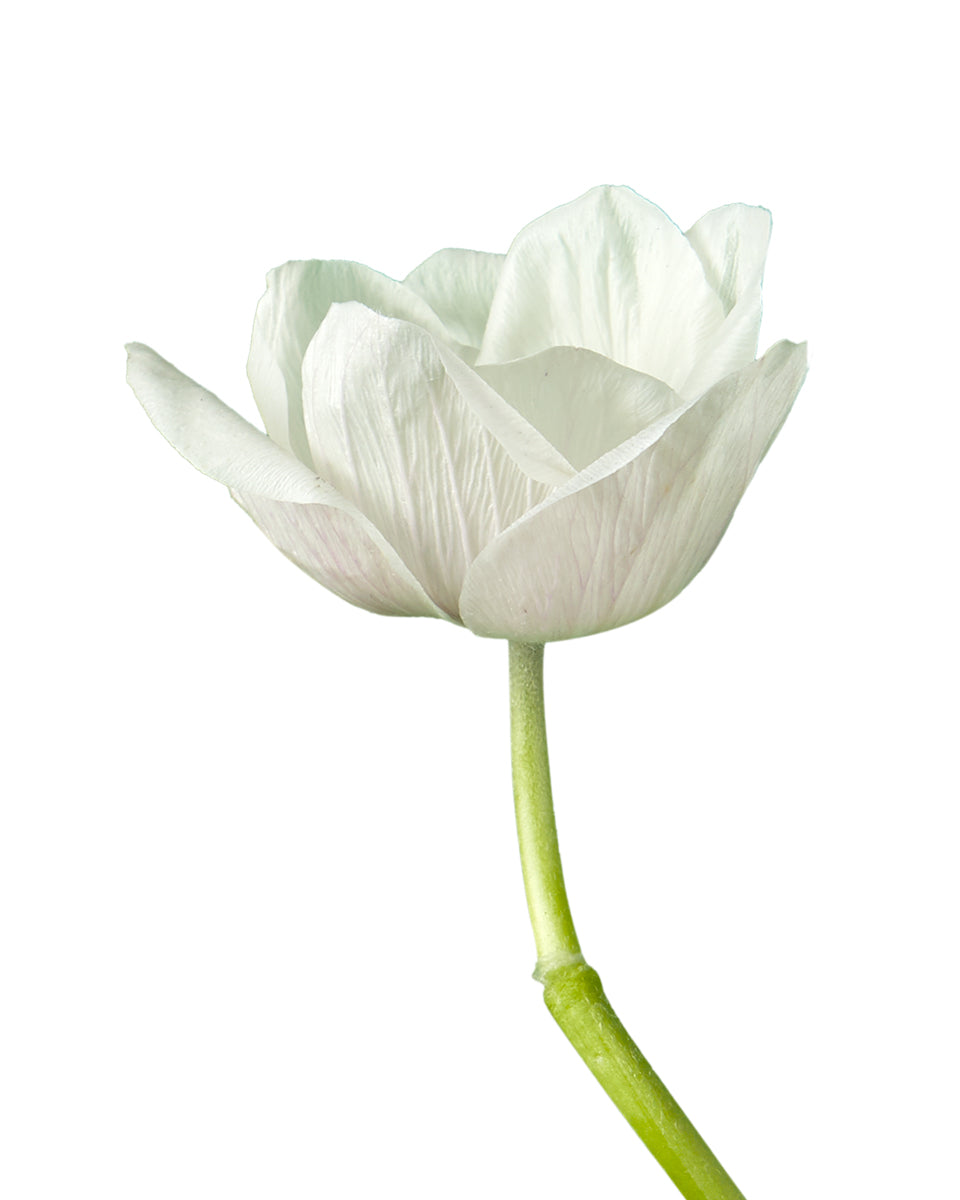 White Panda Anemone