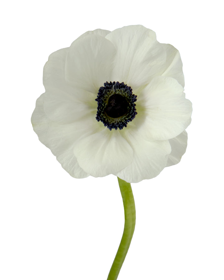 White Panda Anemone