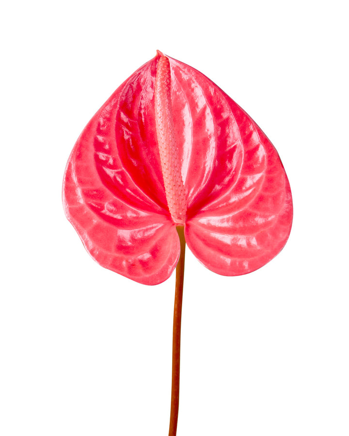 Anthurium Pink