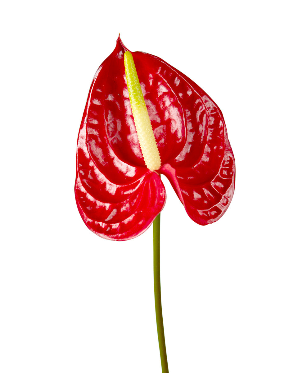 Anthurium Red