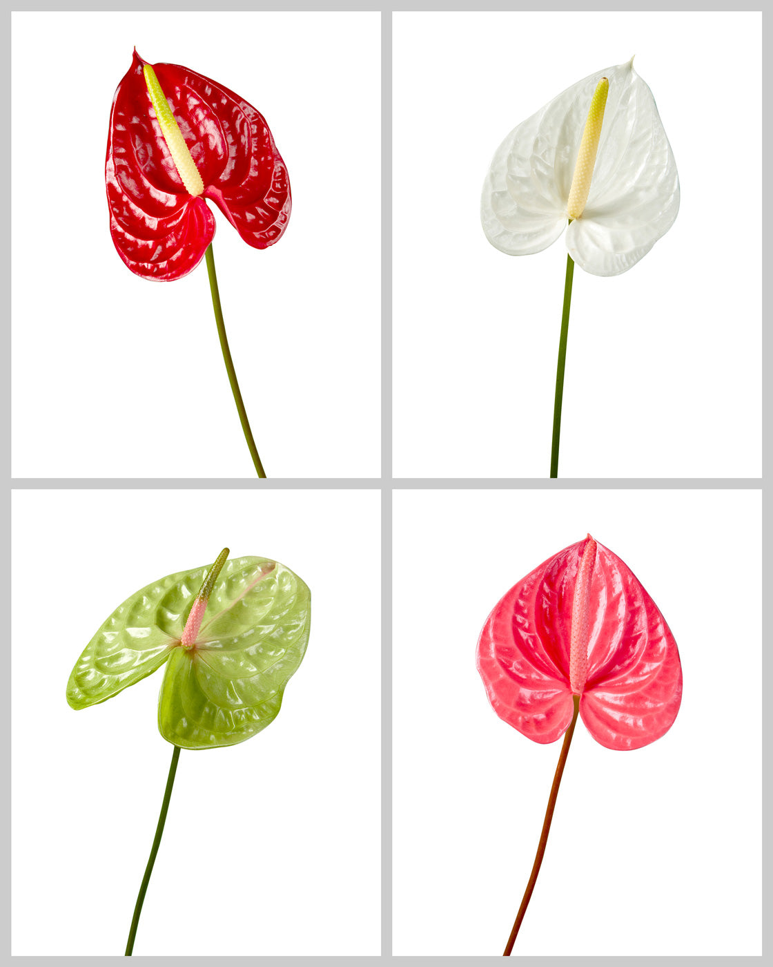 Anthurium Assorted Box