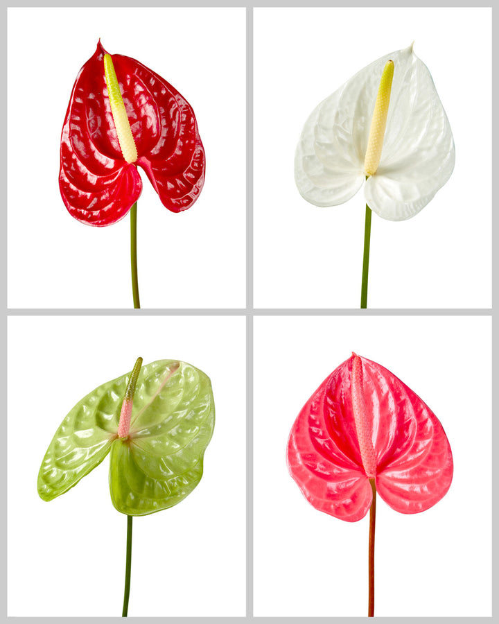 Anthurium Assorted Box