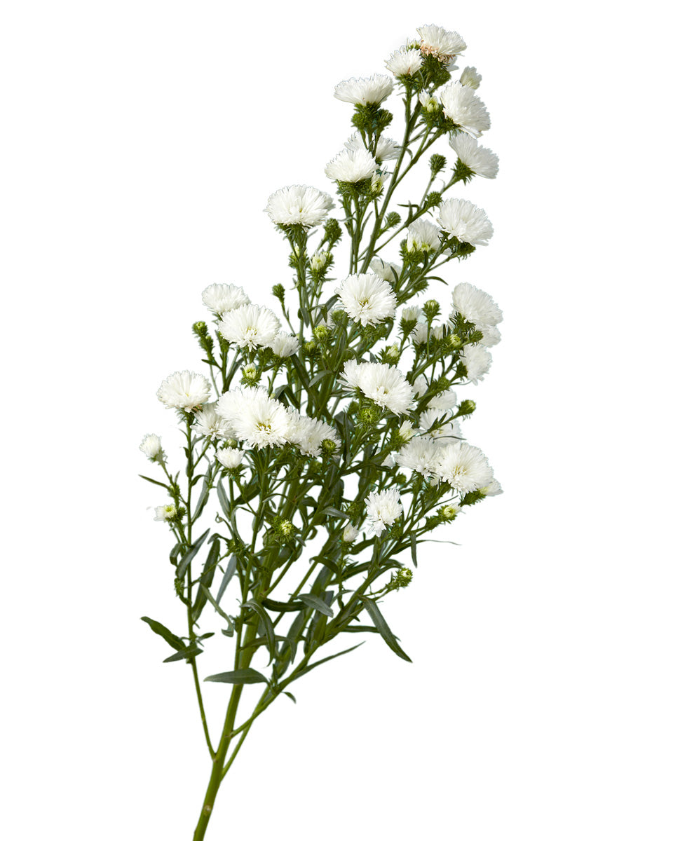 White Obelix Aster