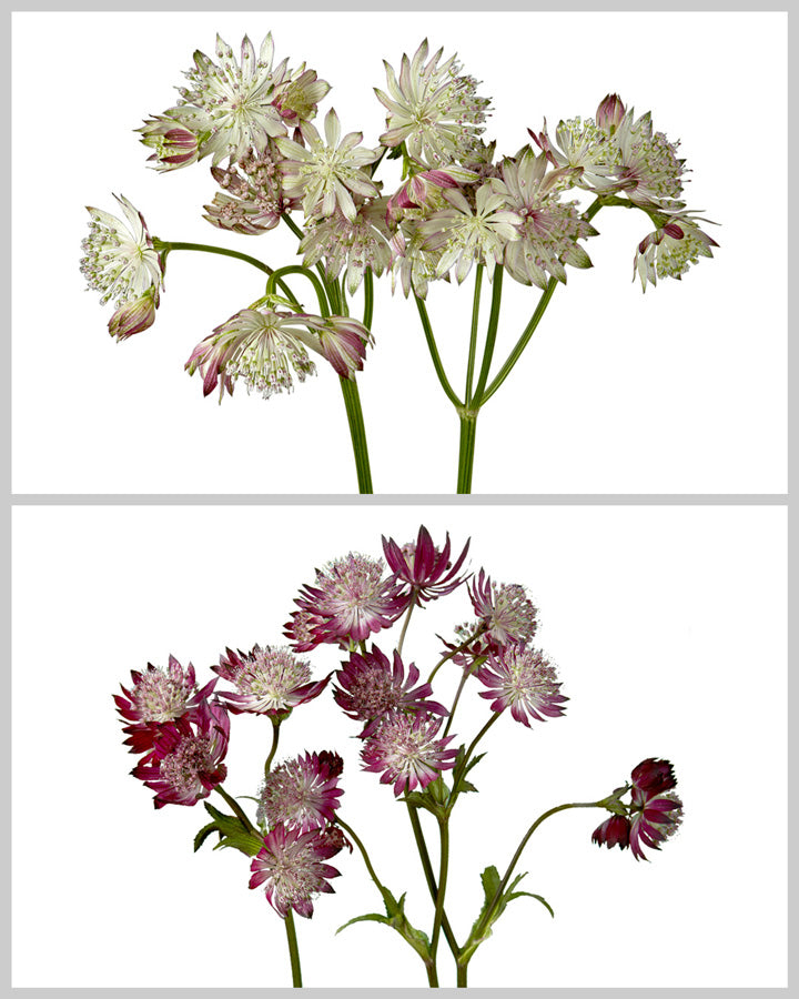 Astrantia Assorted Box #283 Valentine's Day
