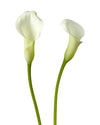 Crystal White Mini Calla Lily