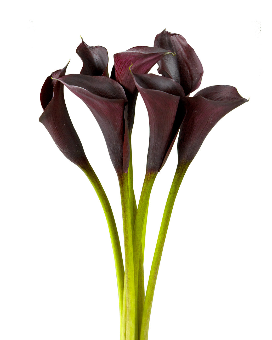 Odessa Mini Calla Lily