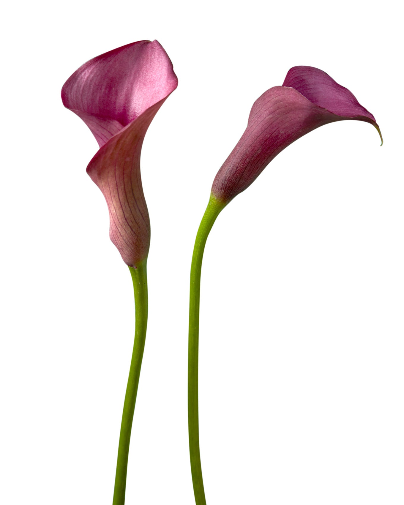 Paca Mini Calla Lily