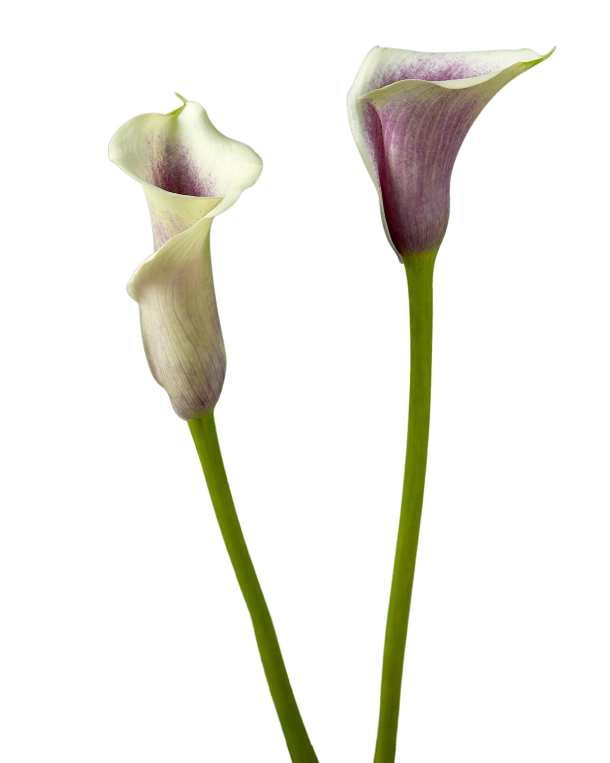 Picasso Mini Calla Lily