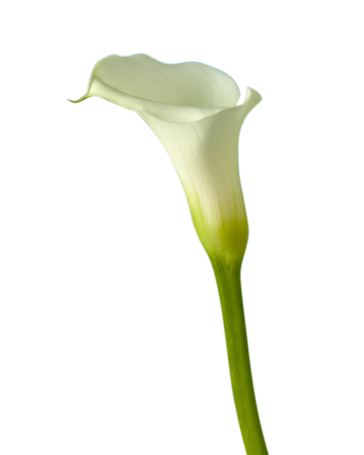 White Standard (Large) Calla Lily