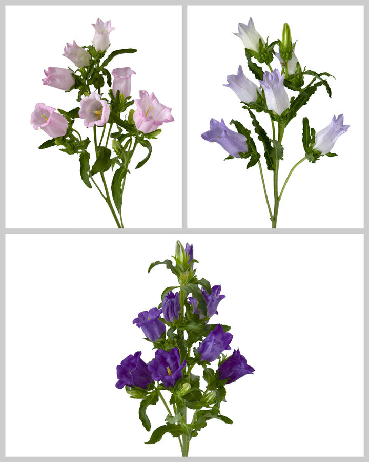 Campanula Assorted Box Valentine's Day