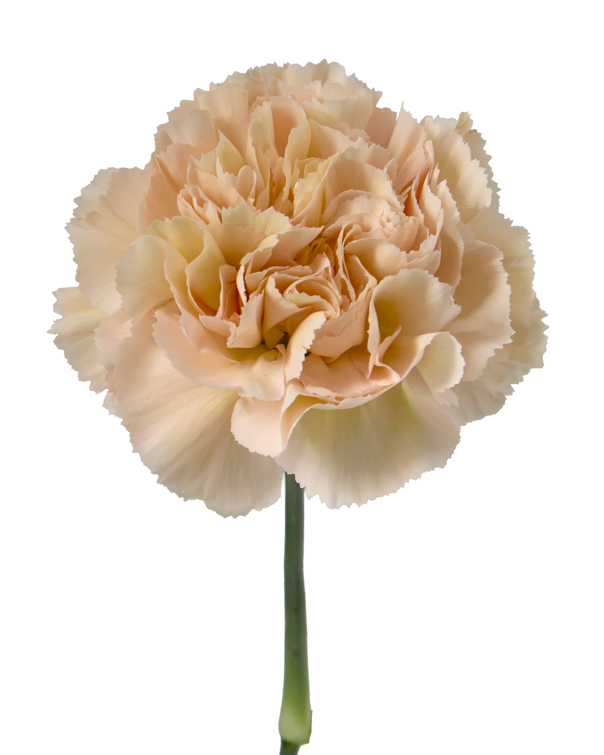 Altamira Carnation