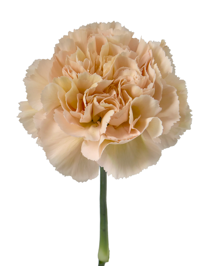 Altamira Carnation
