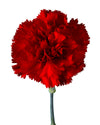 Amos Red Carnation